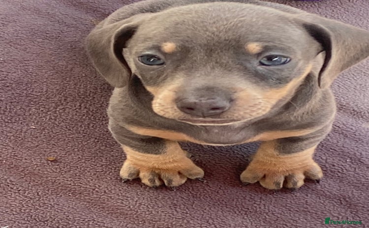 Miniature Dachshund dogs - Advert 16