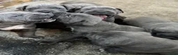 Cane Corso dogs for sale: cane corso puppies  in Leeds - Advert 7