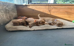 Mixed Breed dogs for sale: Beautiful litter of Golden Irish Puppies  - Image 13