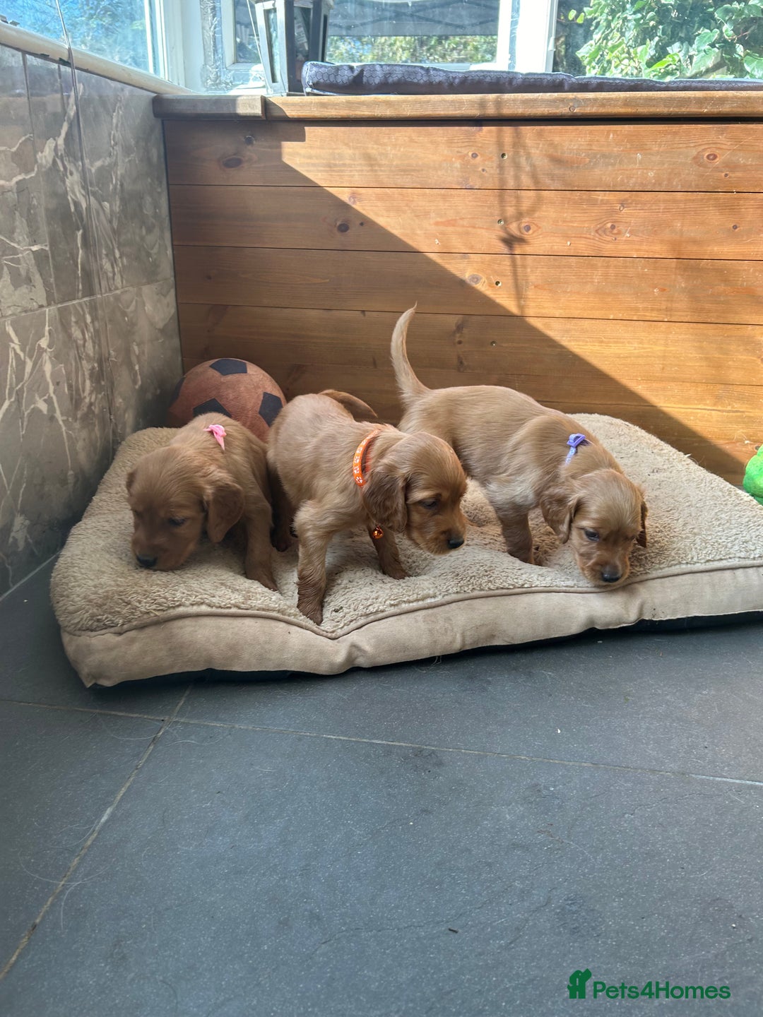 Mixed Breed dogs for sale: Beautiful litter of Golden Irish Puppies  - Image 13