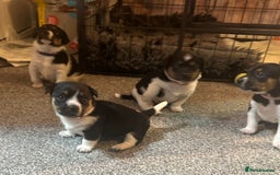 Jack Russell dogs for sale: Stunning Jack Russell puppies  - Image 1
