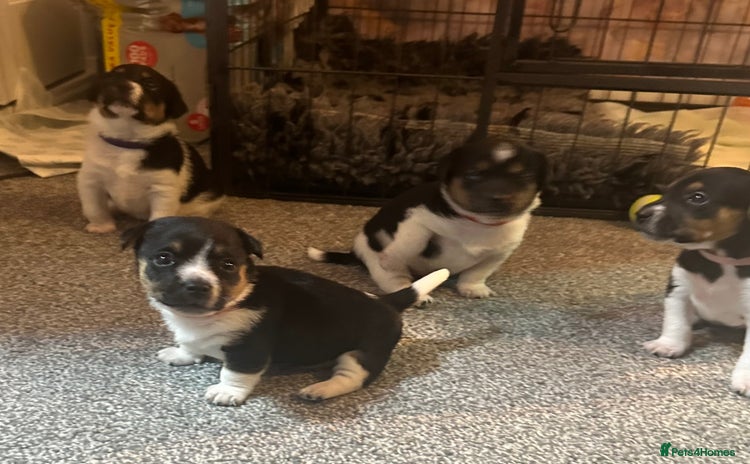 Jack Russell dogs - Advert 1