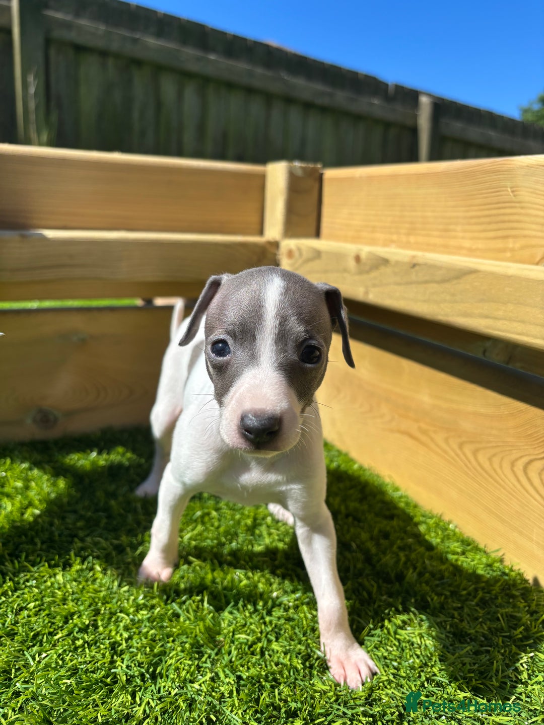 Greyhound Dog Black And White Puppy Top Black And White Greyhound - Main Image