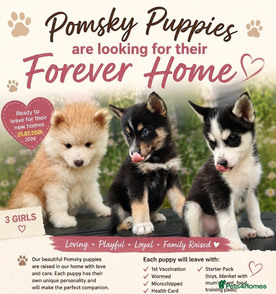 Pomsky dogs Beautiful Pomsky Puppies 3 Girls Available - Advert 5
