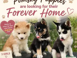 Pomsky dogs Beautiful Pomsky Puppies 3 Girls Available - Advert 5