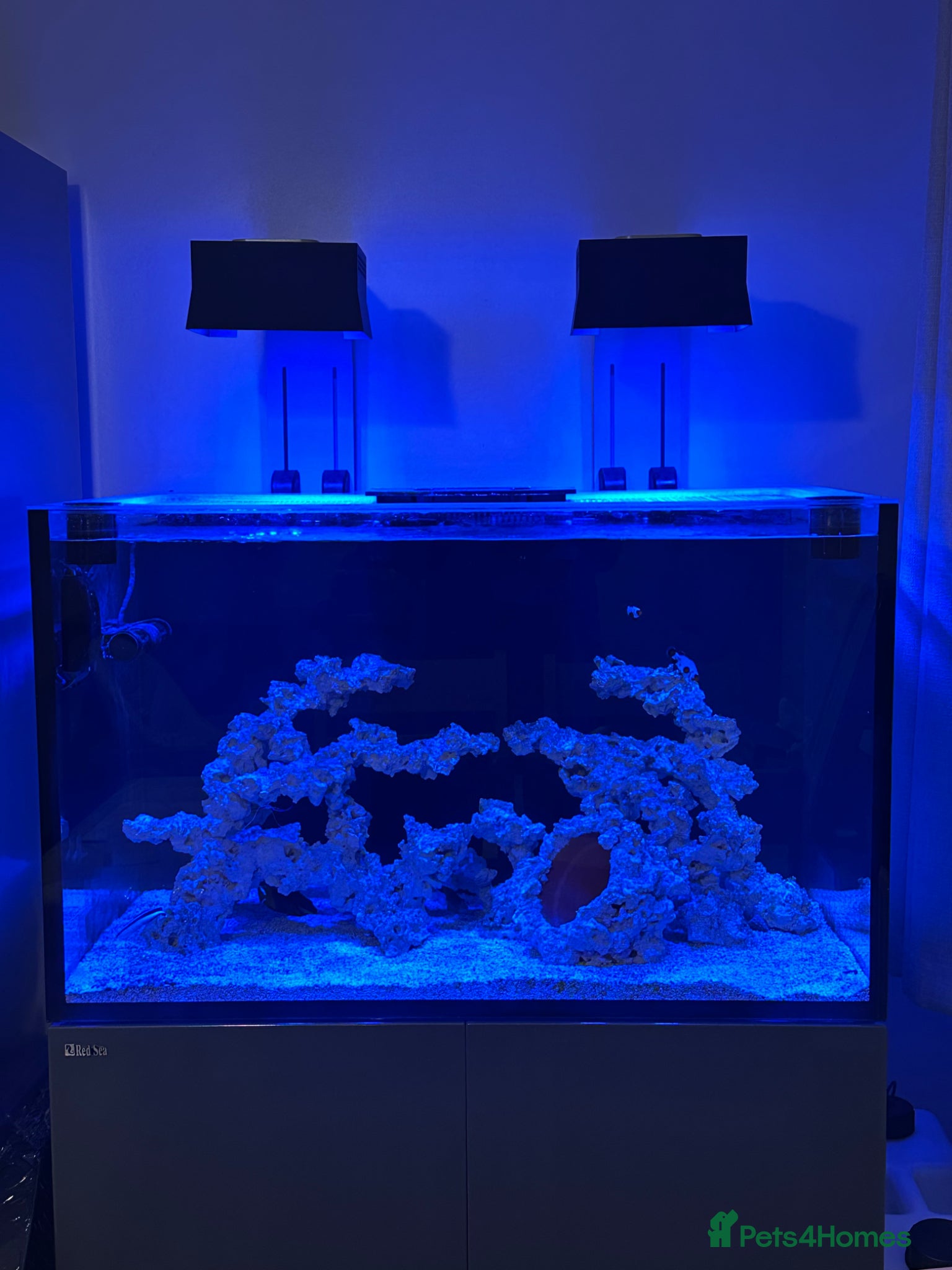 Bettas fish Red Sea reefer 300XL G2+ - Advert 1