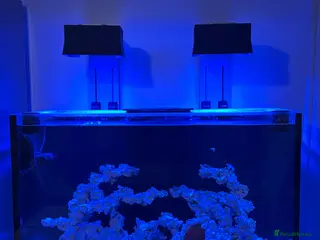 Bettas fish Red Sea reefer 300XL G2+ - Advert 1