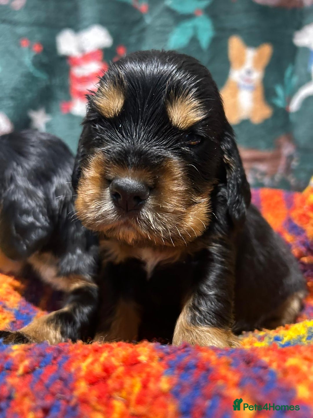 Cocker Spaniel dogs for sale: Kc Reg Cocker Spaniels parents DNA Clear  - Advert 9