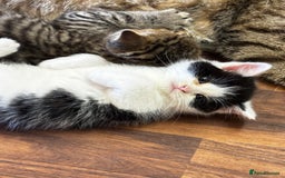 Mixed Breed cats for sale: Scotish straight and mixed  - Image 2