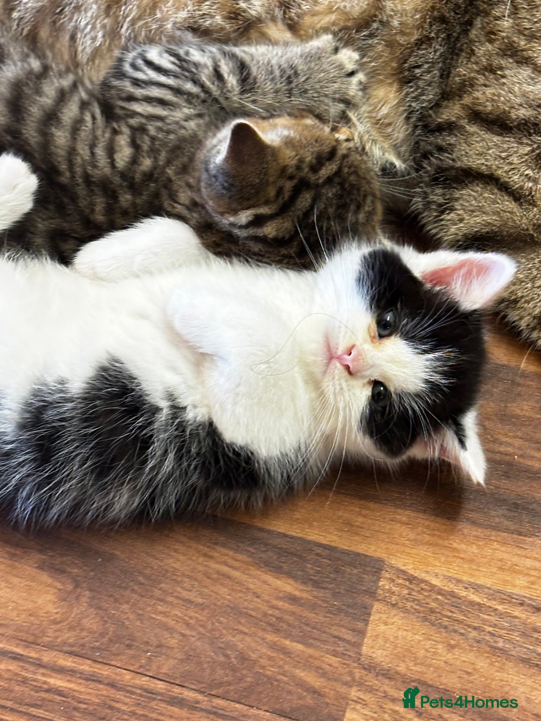 Mixed Breed cats for sale: Scotish straight and mixed  - Image 2