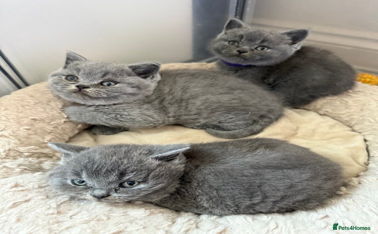 British Shorthair cats - Advert 1