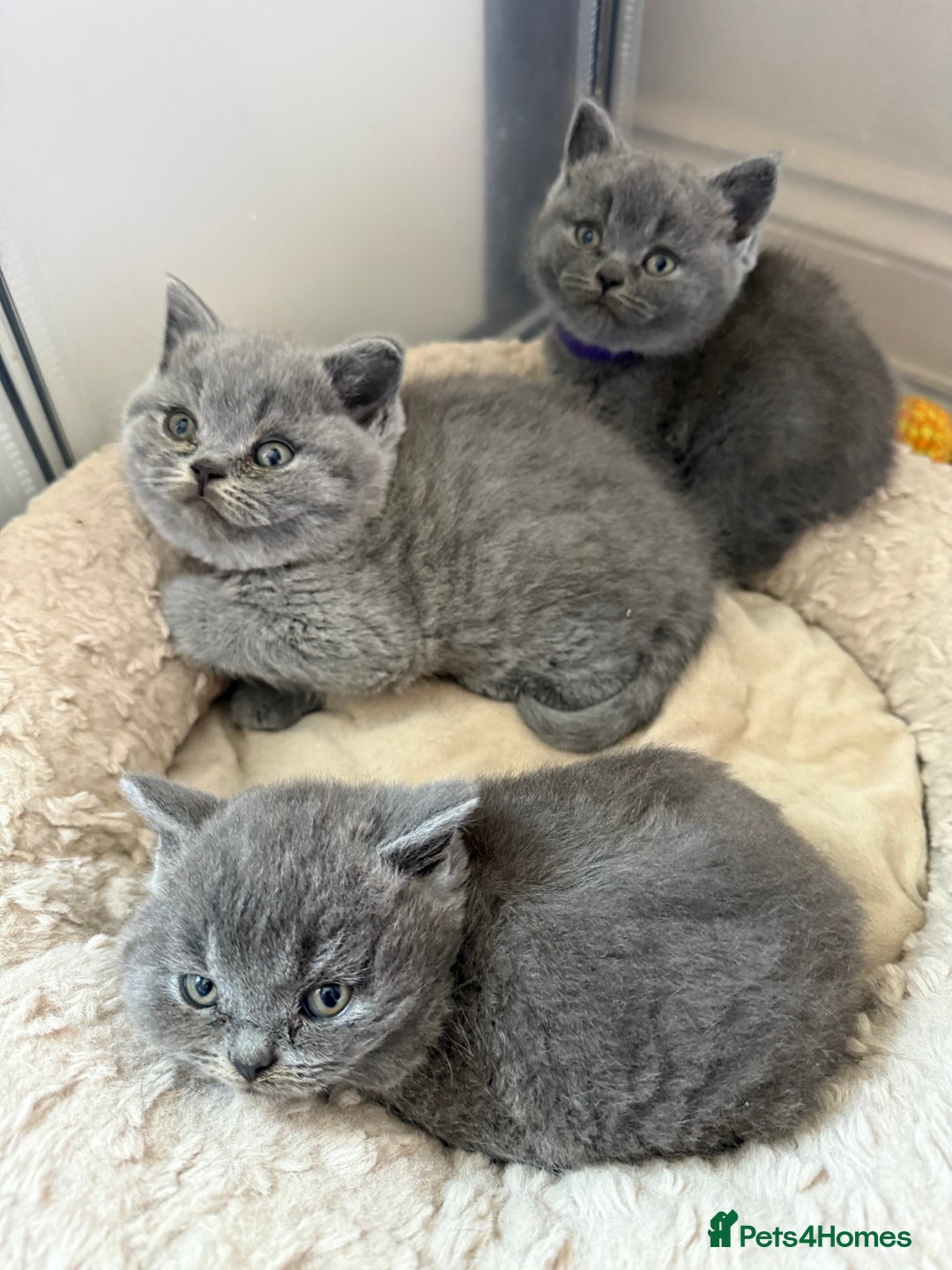 British Shorthair cats for sale: British Shorthair kittens ready mid-October - Image 1