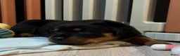 Rottweiler dogs for sale: LAST FEMALE ROTTWEILER PUPPY - Advert 3