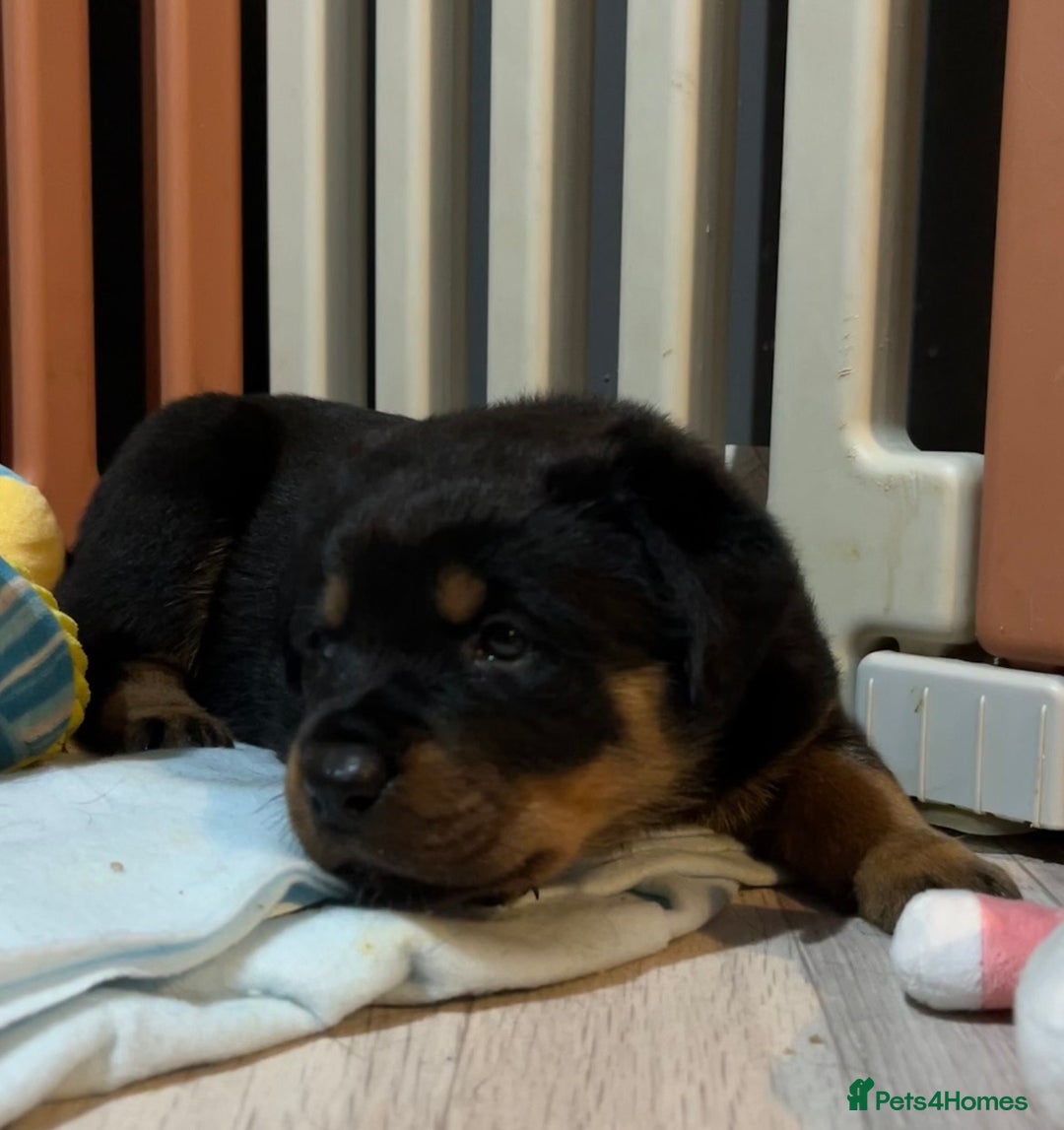Rottweiler dogs for sale: LAST FEMALE ROTTWEILER PUPPY - Advert 3