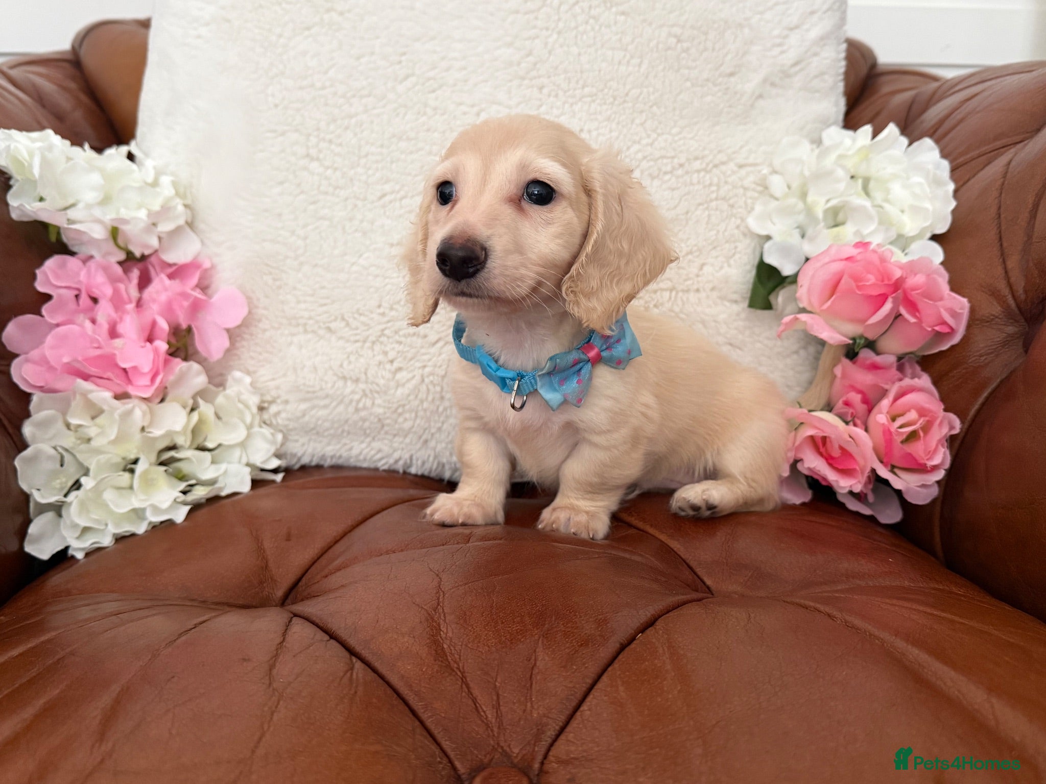 Miniature Dachshund dogs Pure English Cream Miniature Dachshund  - Advert 1