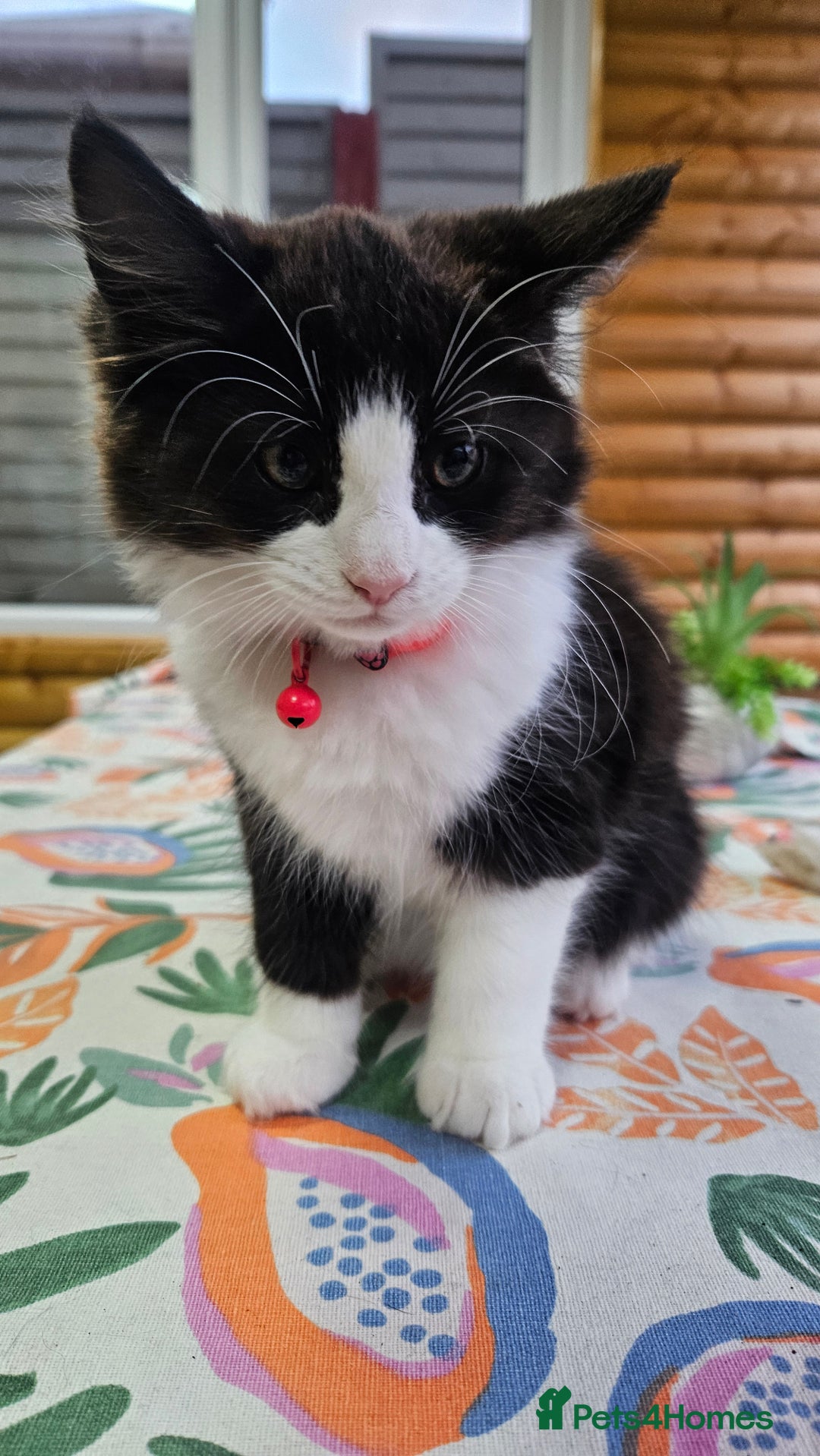 Mixed Breed cats for sale: Long haired black and white girl  - Image 6