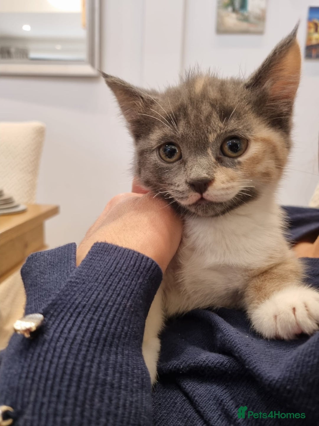 British Shorthair cats for sale: Lovely half British short hair - Advert 3
