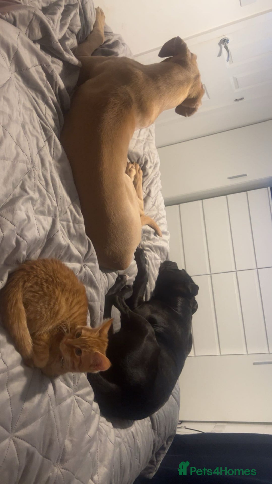 Mixed Breed dogs for sale: 1 year old Cane corso  - Advert 4