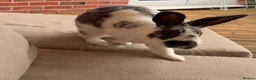 Mini Lop rabbits for sale: Bonded pair - mini lop & English cross  in Melton Mowbray - Advert 16