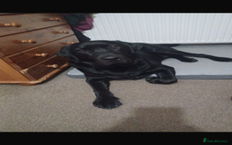 Labrador Retriever dogs for stud: Black Labrador Retriever for stud  - Image 5