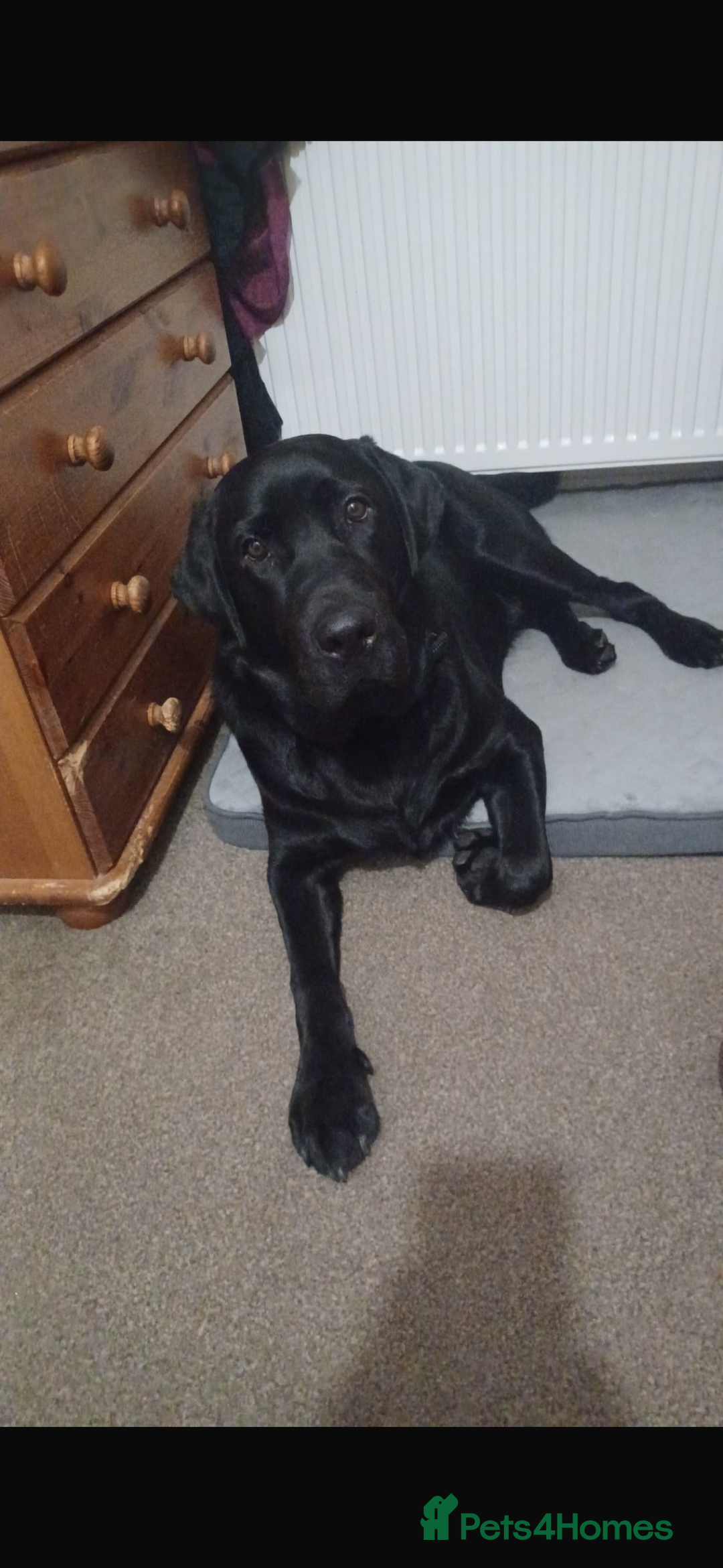 Labrador Retriever dogs for stud: Black Labrador Retriever for stud  - Image 5