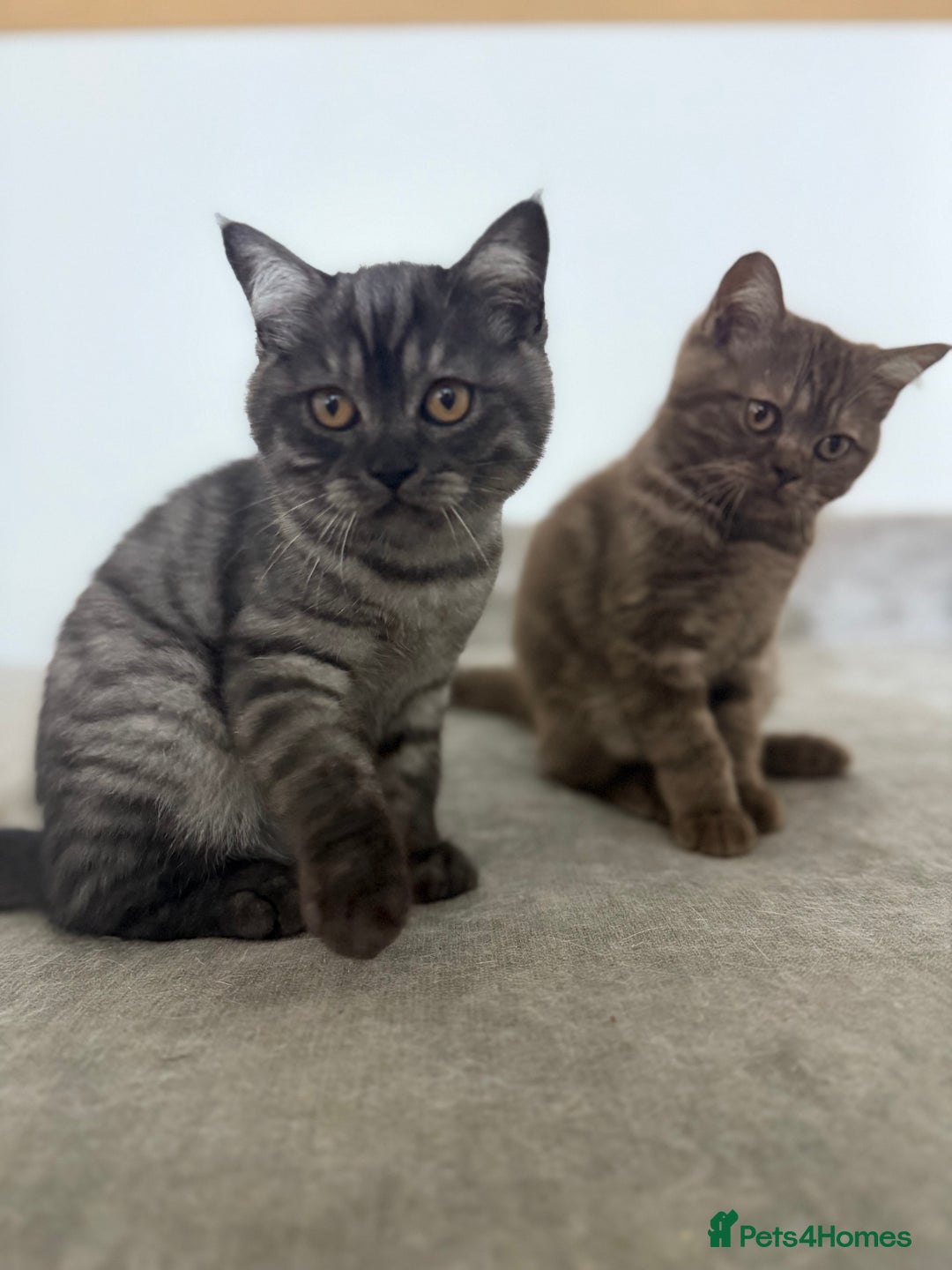 British Shorthair cats for sale: BSH x SF show quality kittens (REDUCED) - Image 38