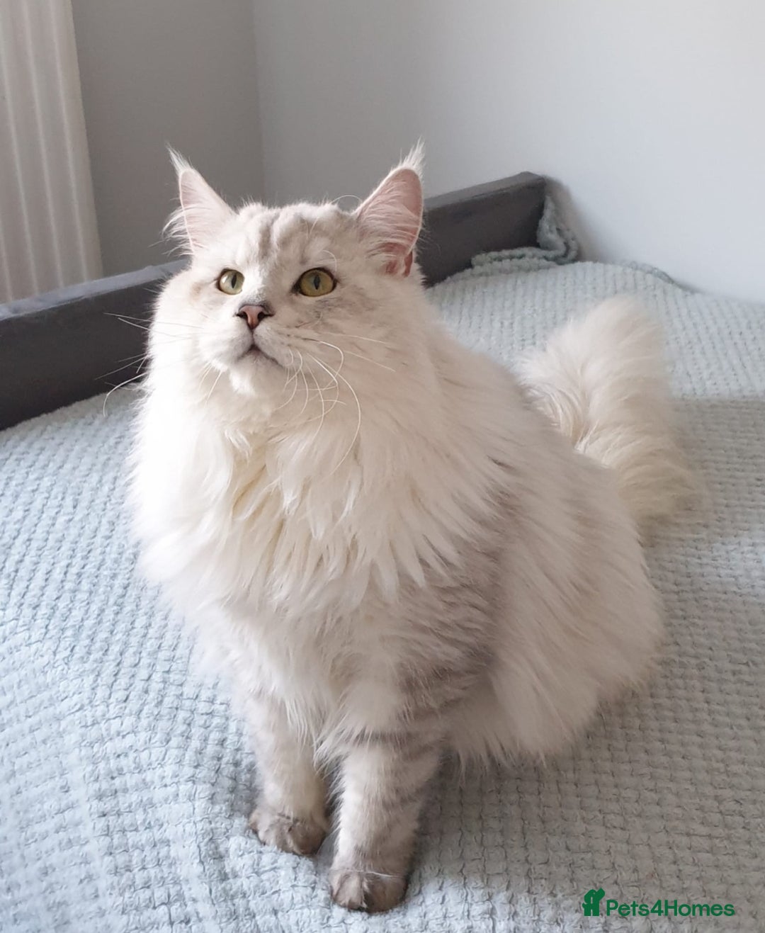 Maine Coon cats for sale: Maine Coon shaded lines - Image 11