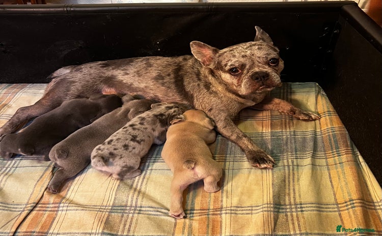 French Bulldog dogs - Advert 14