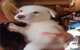 Mixed Breed dogs for sale: Alaskan malamute cross collies puppy's  - Image 2