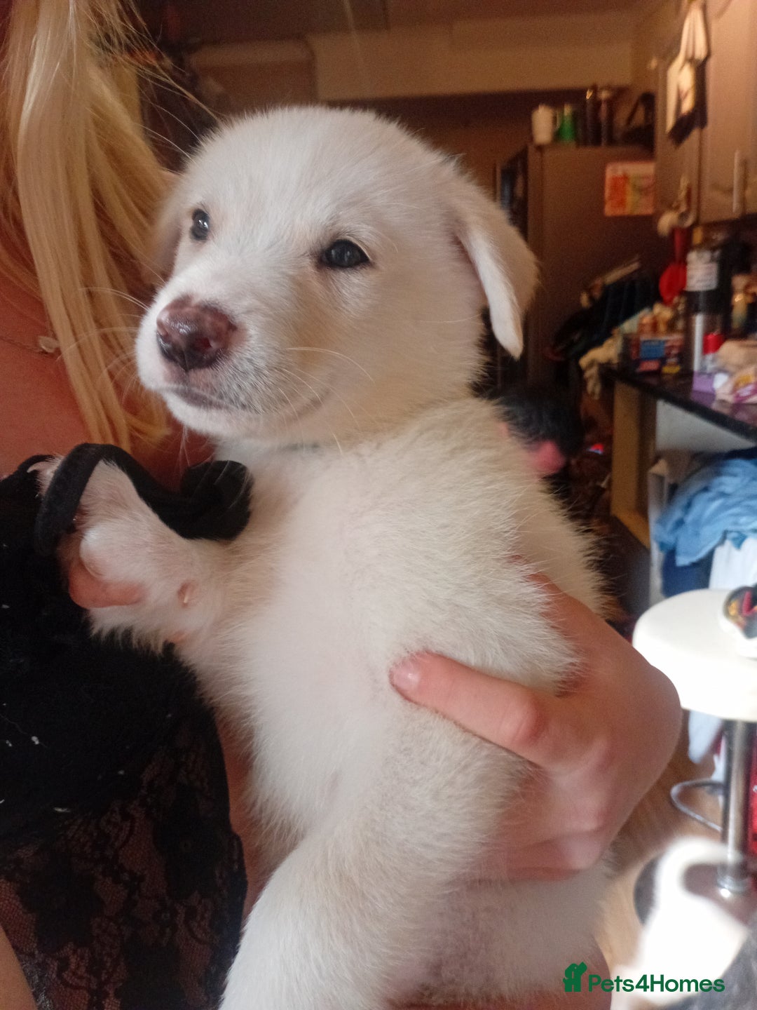 Mixed Breed dogs for sale: Alaskan malamute cross collies puppy's  - Image 2