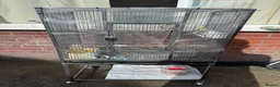 Cockatiels birds for sale: Bonded Pair of Cockatiels (Male & Female) - Advert 10