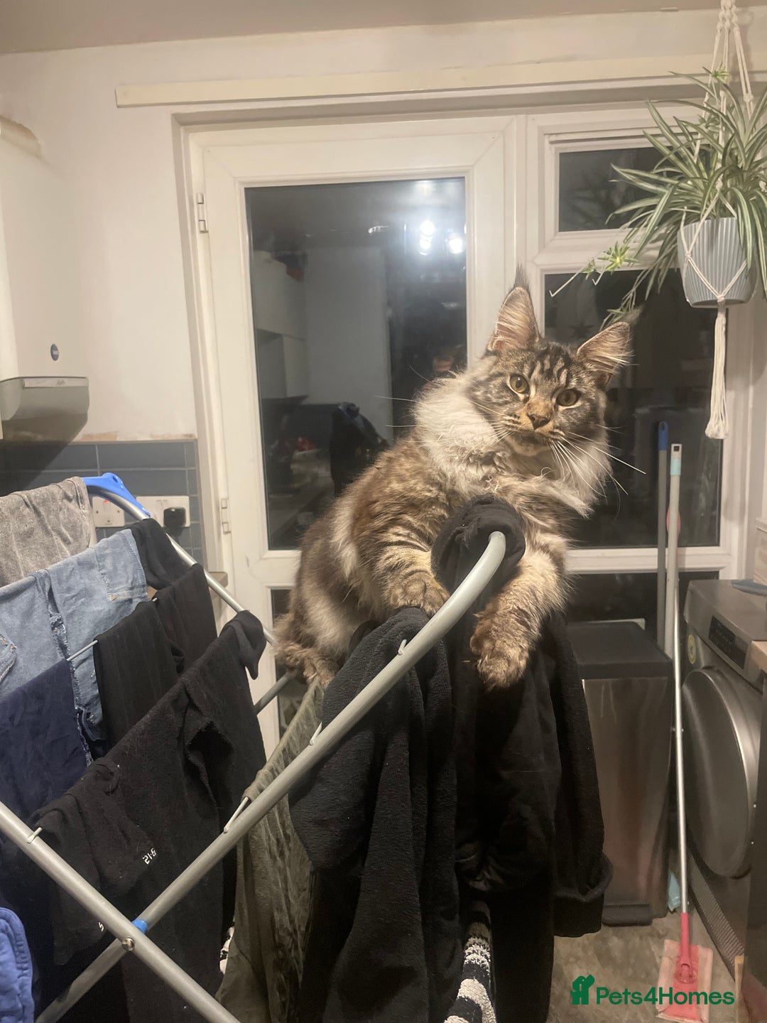 Maine Coon cats for sale: Beutiful Female Maine Cone 10 months old for sale  - Advert 3