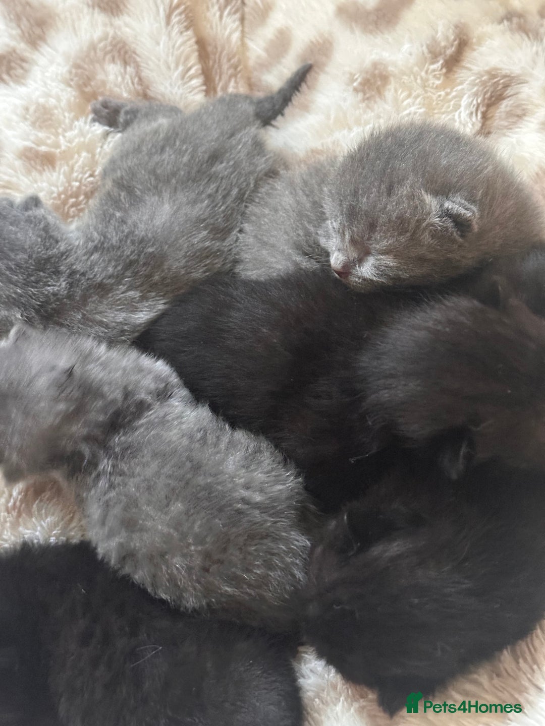 Scottish Fold cats for sale: Adorable Scottish Fold kittens, chocolate & Blue❤️ - Advert 5