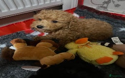 Toy Poodle dogs for sale: Two Adorable Toy Poodle  - Image 9