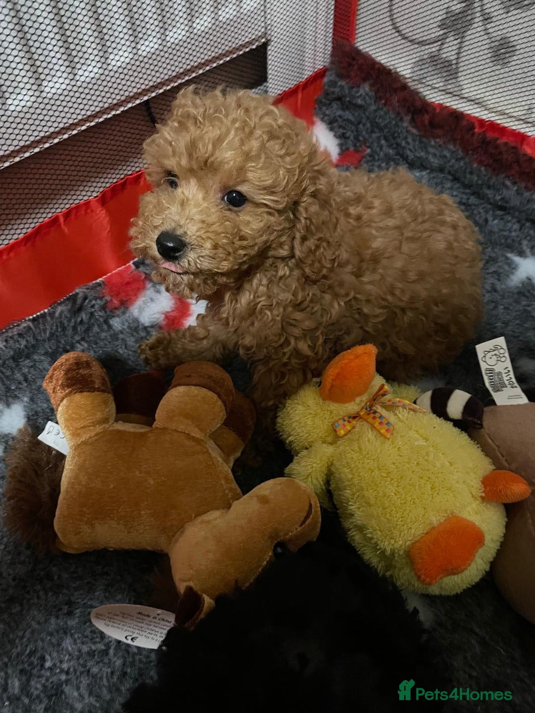 Toy Poodle dogs for sale: Two Adorable Toy Poodle  - Image 9