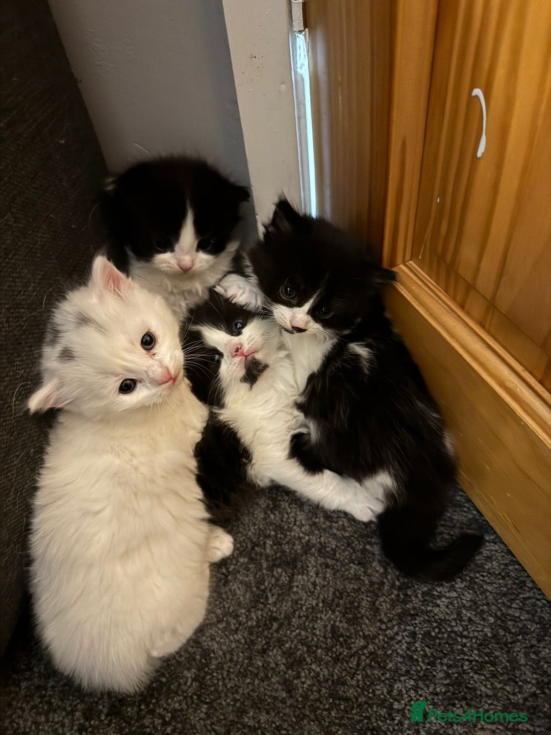 Turkish Angora cats for sale: Turkish Angora cross breed kittens - Advert 1