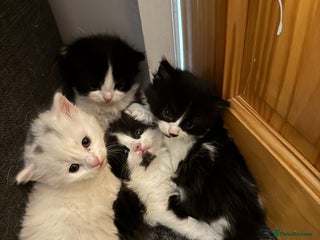 Turkish Angora cats Turkish Angora cross breed kittens - Advert 1