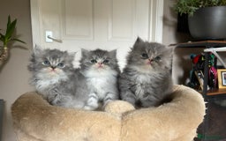 Persian cats for sale: Beautiful fluffy kittens very affectionate  - Image 1