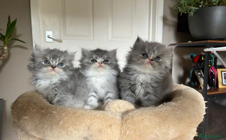 Persian cats - Advert 2