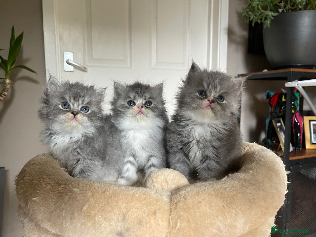 Persian cats for sale: Beautiful fluffy kittens very affectionate  - Image 1