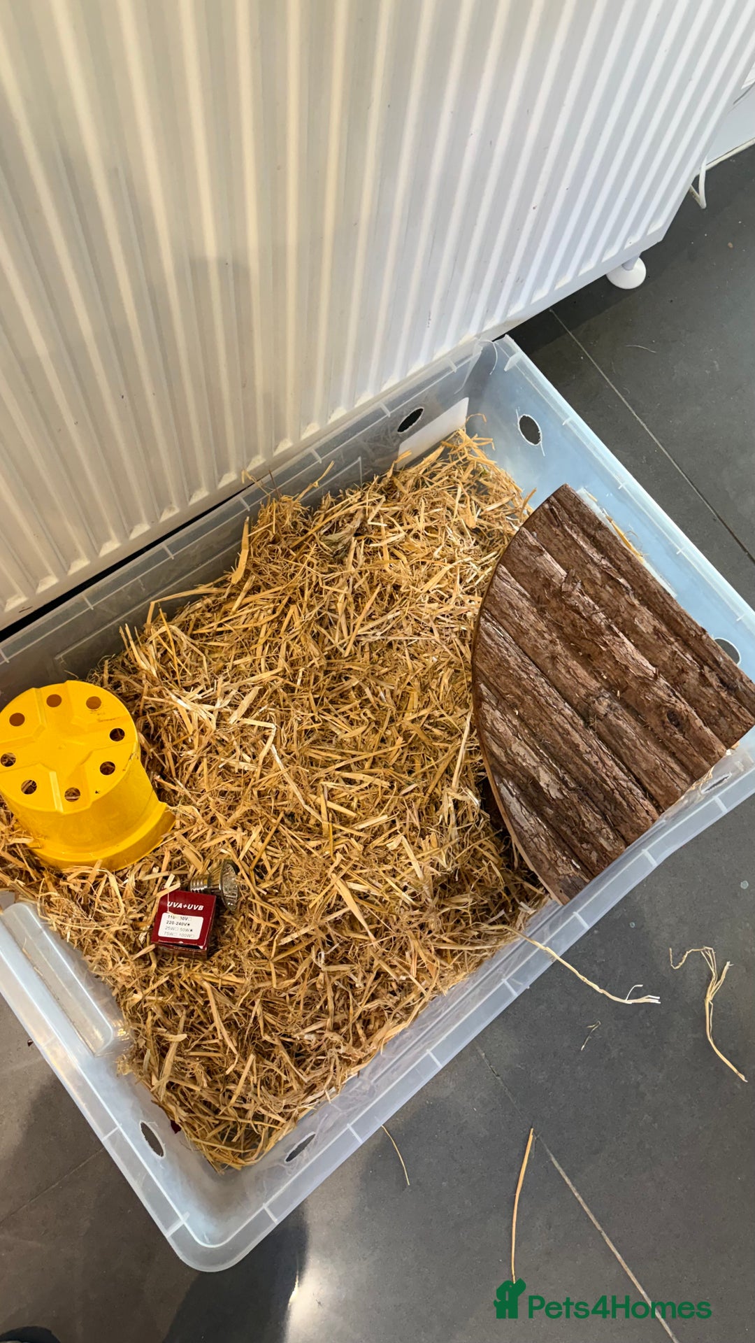 Tortoise reptiles for sale: Turtoise  - Advert 3