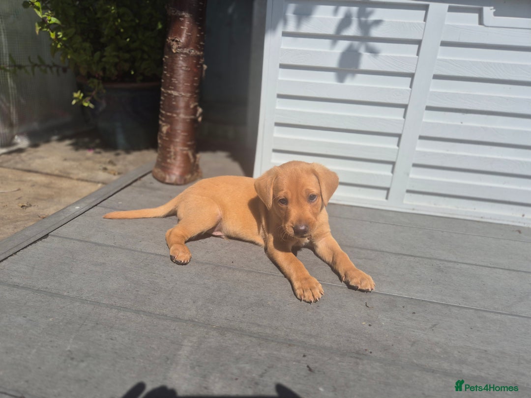 Labrador Retriever dogs for sale: Labrador 2 x boys left FTW Drakeshead Flycatcher   in Blackpool - Image 34