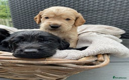 Sprocker dogs for sale: 5 beautiful sprocker puppies ✨️  - Image 6