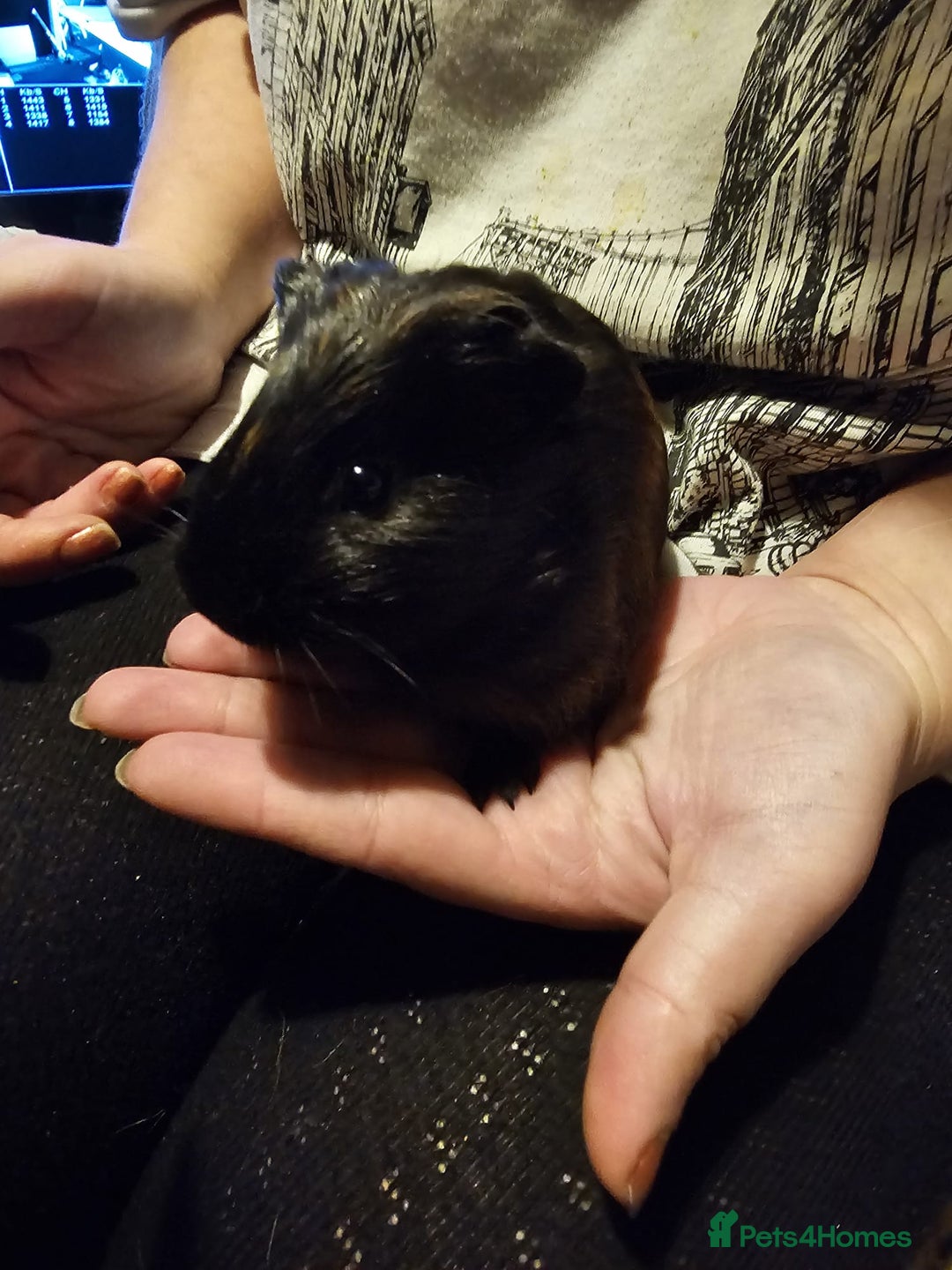 Guinea Pig rodents for sale: Male guinea pigs  - Advert 6