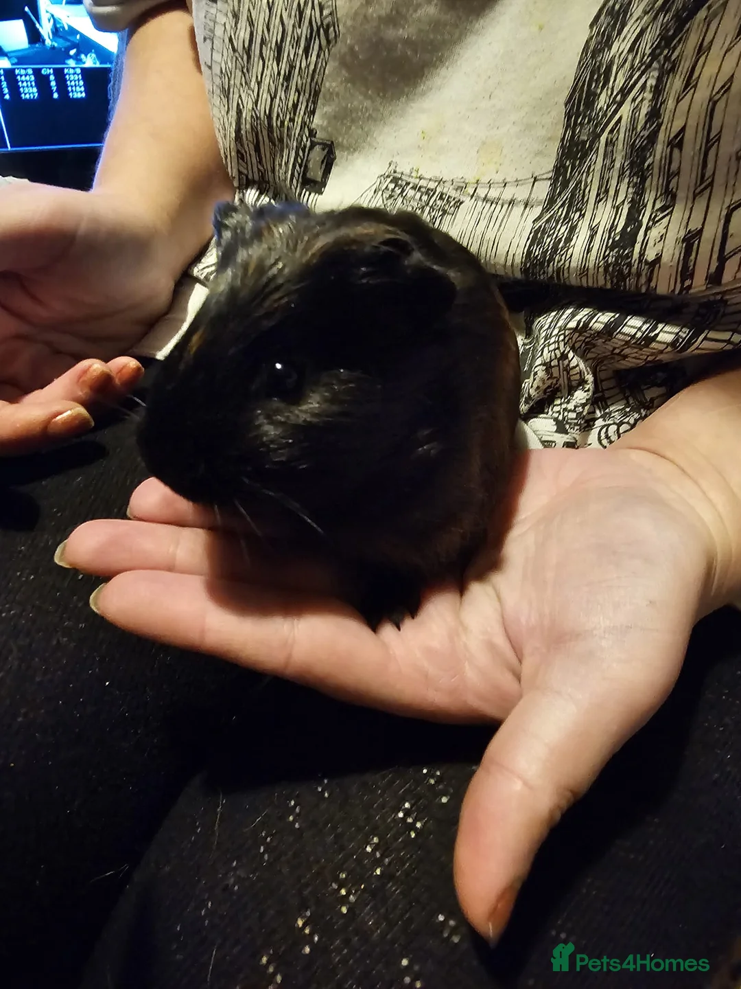 Guinea Pig rodents for sale: Male guinea pigs  - Advert 6