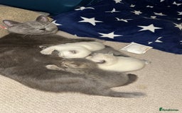 British Shorthair cats for sale: Kittens British Shorthair  - Image 7