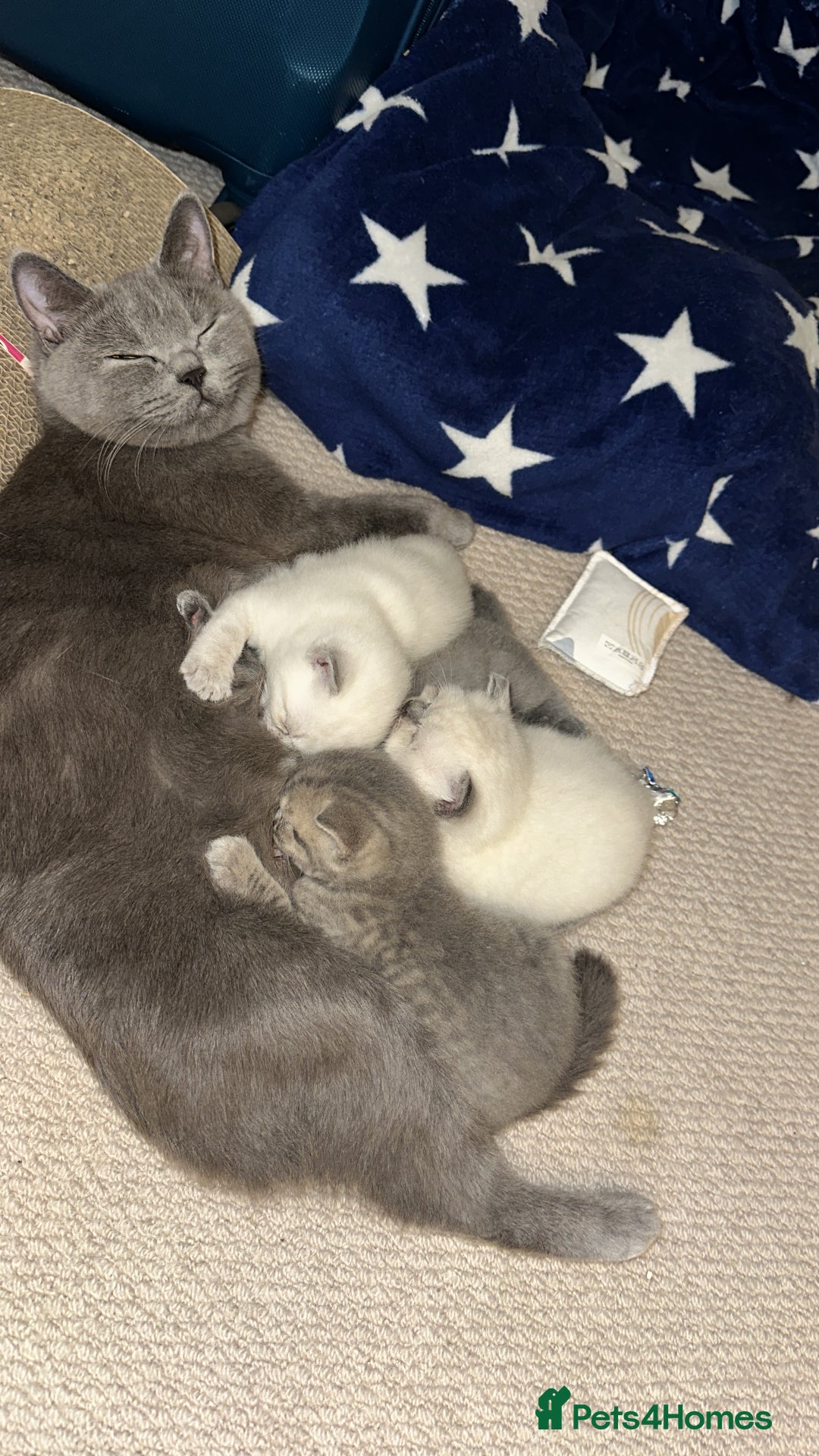 British Shorthair cats for sale: Kittens British Shorthair  - Image 7