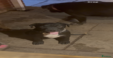 Cane Corso dogs - Advert 4