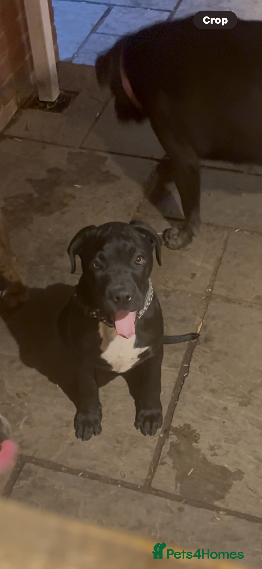 Cane Corso dogs for sale: 4-Month-Old Female Cane Corso Puppy for Sale - Image 2