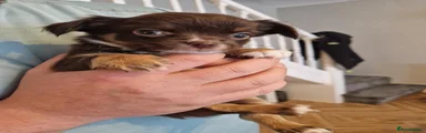 Chihuahua 2